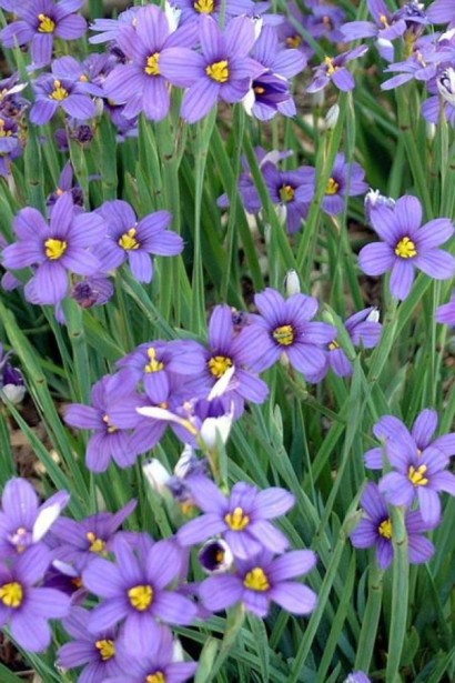 Синьоочкі вузьколисті|Sisyrinchium|Синеглазки узколистные